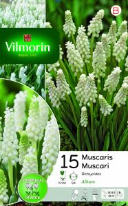 Muscari Botryoides (x15)